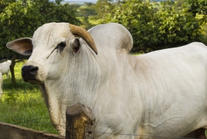 Ox