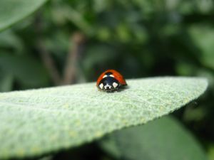 Ladybug