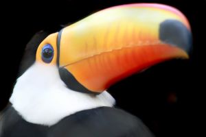 Toucan