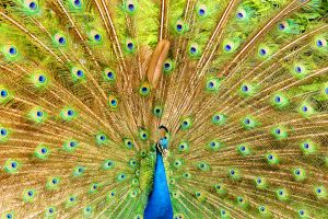 Peacock
