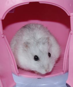 Hamster