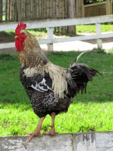 Rooster