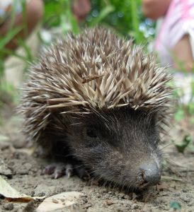 Hedgehog