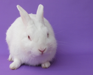 Bunny Rabbit