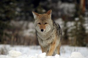 Coyote