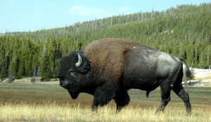 Bison