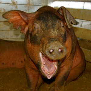 Pig