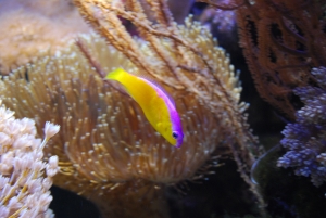 Exotic Fish