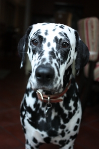 Dalmatian