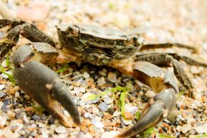 Crabby Crab