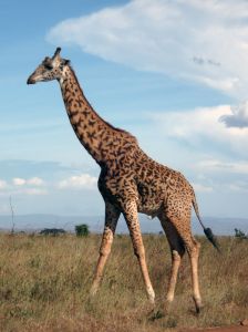Giraffe