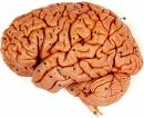 A brain