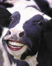 Farmville Cow