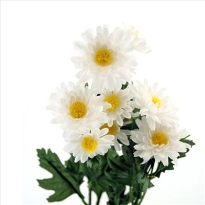 PAPATYA2
