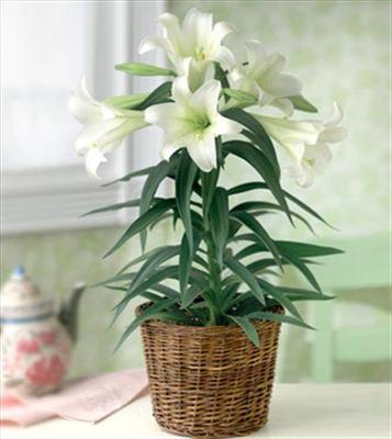 Lily