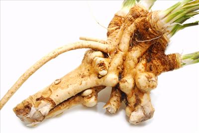 Horseradish Root