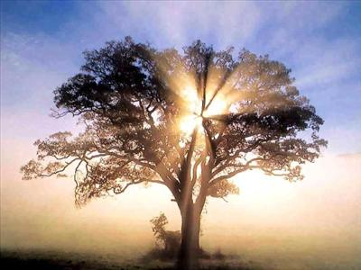 Metta Tree