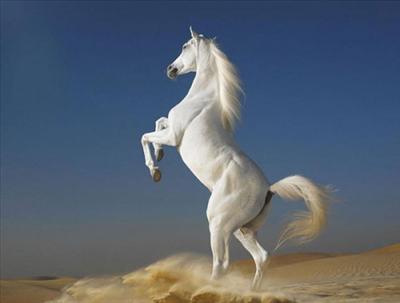 nice horse