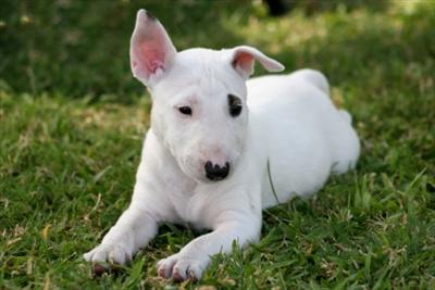 Bull Terrier
