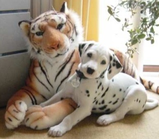 Dalmatian 