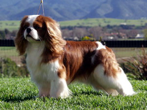 King Charles
