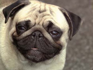 Pug