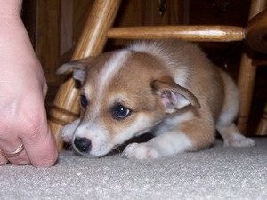 Lundehund