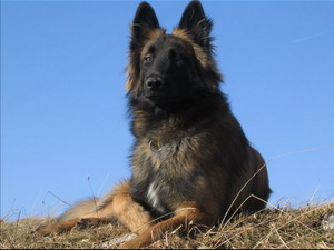 German Shepherd
