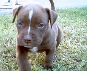 Pit Bull