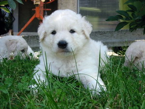 Tyke