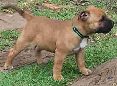 Staffie
