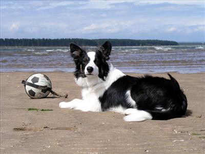 Border Collie