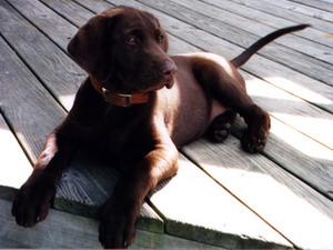 Labrador
