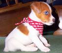 Jack Russell