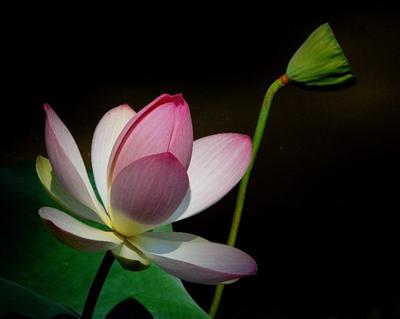 You Are Beautiful, Loved, & Never Alone