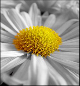 Daisy