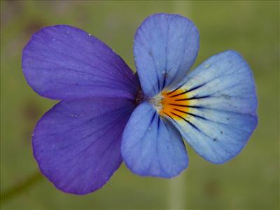 Violet