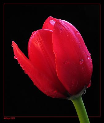 Tulip