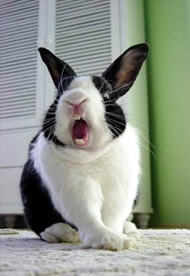 Bunny