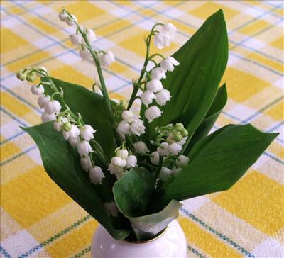 1er Mai