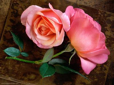 Pembe Gül