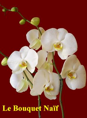 orchidées!