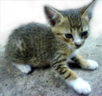 Anak Kucing