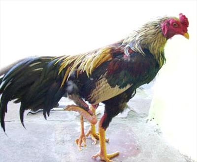 Ayam