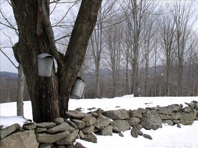 Maple Syrup