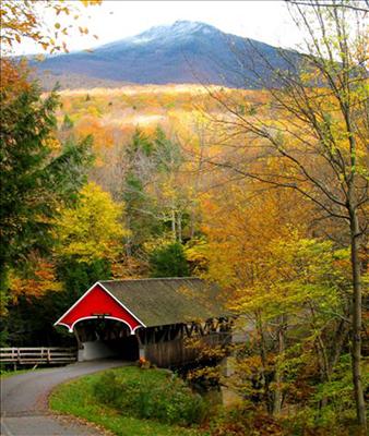 Fall Foliage