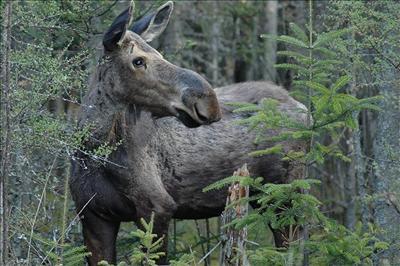 Moose Sighting