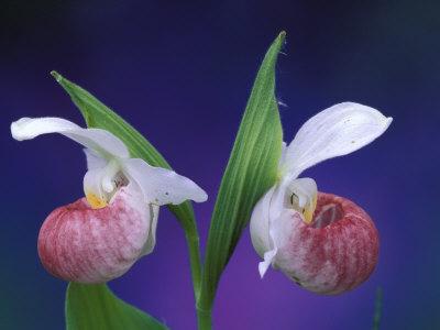 Lady's  Slipper