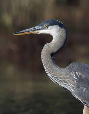 Blue Heron