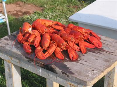 Lobster